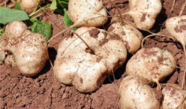 吃土瓜了,一场味蕾的奇妙探险