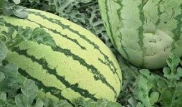 怎么挑战成功吃瓜,揭秘瓜界高手的心路历程