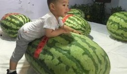 高中的吃瓜事件,揭秘高中吃瓜事件的背后真相