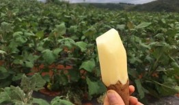 吃兔儿瓜升血糖吗,吃兔儿瓜对血糖影响解析