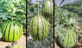 瓜可以吃几茬,一瓜多茬，丰收喜悦无限