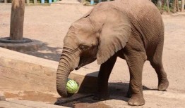 北极虎吃瓜群众,北极虎视角下的吃瓜群众众生相