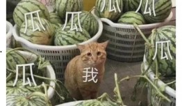 吃瓜 八卦,揭秘明星背后的“吃瓜”八卦