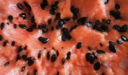 吃瓜没吃全的感受,滋味难评——吃瓜未尽的独特体验