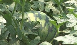 沙头公园吃瓜,夏日休闲好去处