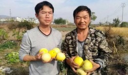 合肥吃瓜群众行动,揭秘网络舆论背后的社会现象