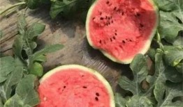 吃麒麟瓜腹泻,美味与腹泻的微妙平衡