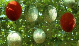 怎么吃长吊瓜,教你如何美味享用长吊瓜