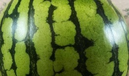 演出吃瓜手机在线,手机在线，尽享视听盛宴