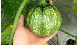 小卜丁吃瓜,小卜丁的瓜田奇遇记