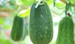 大夏天吃瓜好吗,大夏天吃瓜的清凉享受