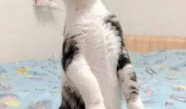 盘点猫咪吃瓜,揭秘宠物界的“清凉一夏”