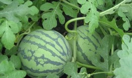 777吃瓜网站,热门话题背后的真相与笑料