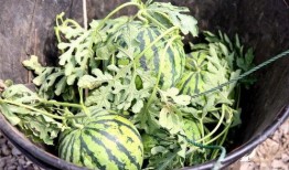 吃可可瓜,揭秘可可瓜的独特风味